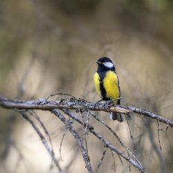 Great tit (Parus major)