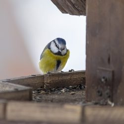 Eurasian Blue tit (Cyanistes caeruleus)
