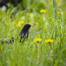 Blackbird (Turdus merula)