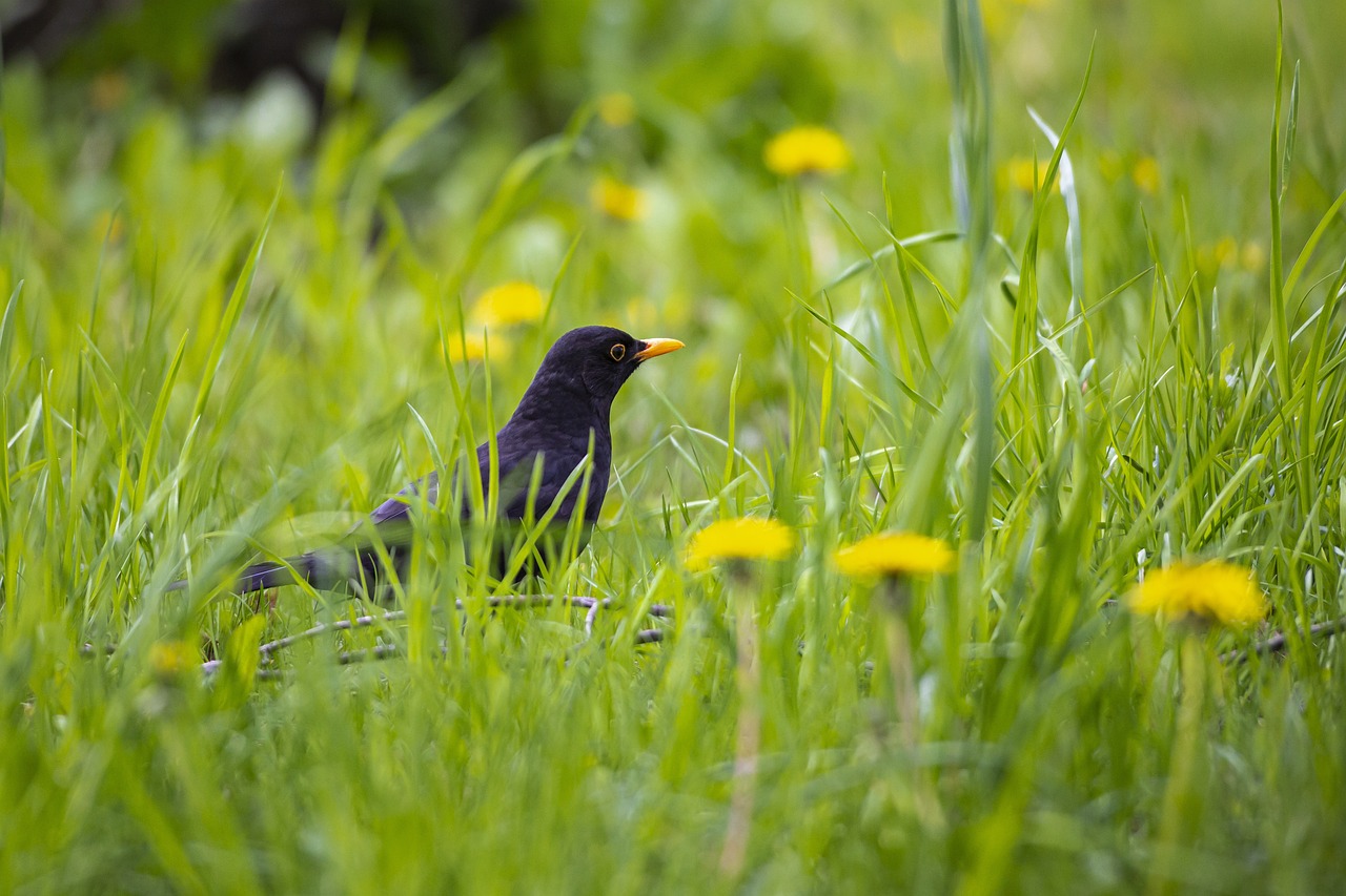 Blackbird (Turdus merula)