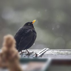 Blackbird (Turdus merula)