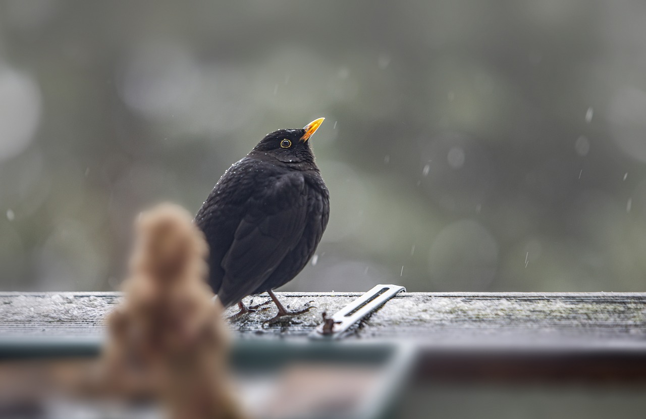 Blackbird (Turdus merula)