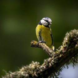 Eurasian Blue tit (Cyanistes caeruleus)