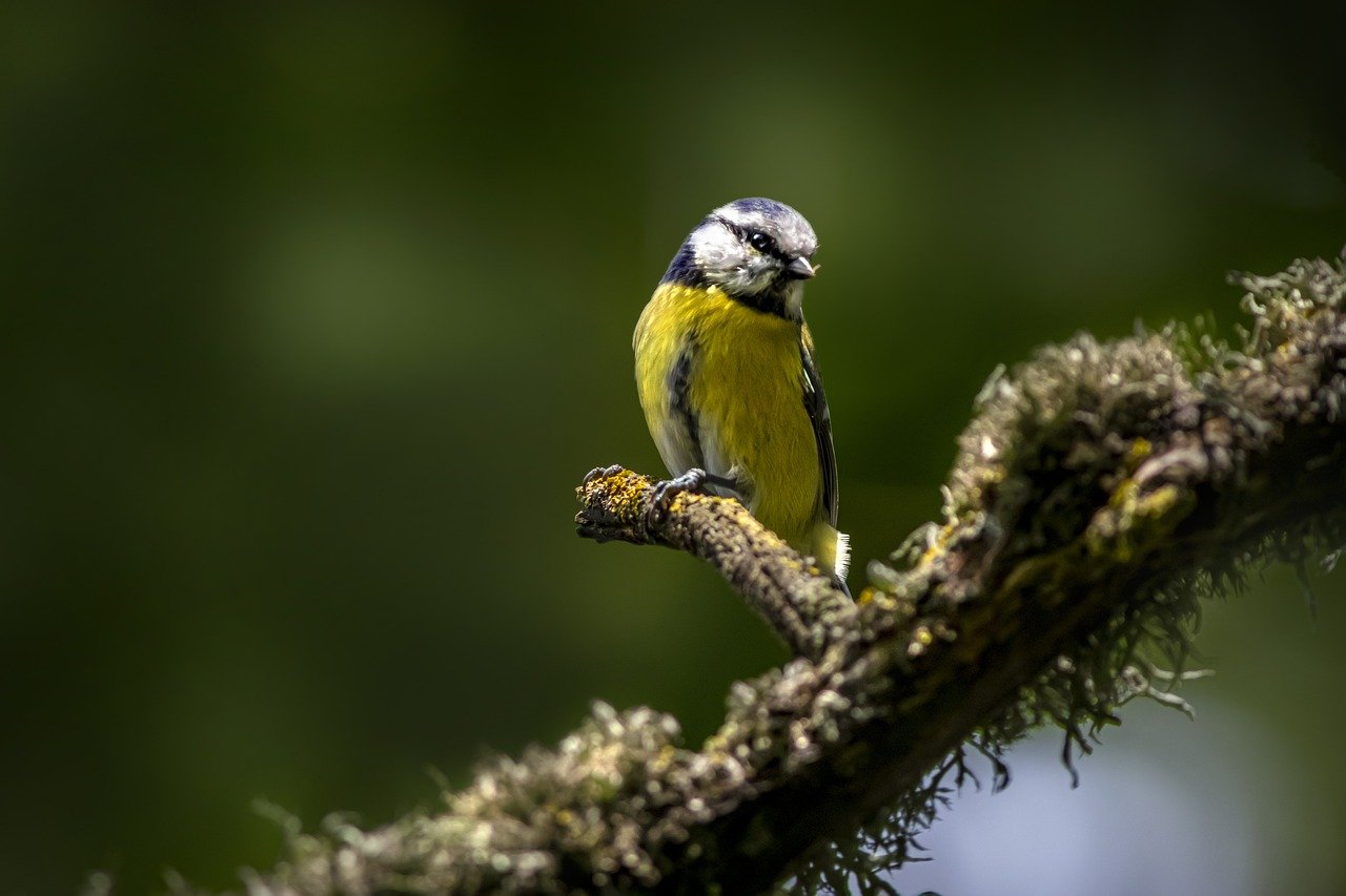 Eurasian Blue tit (Cyanistes caeruleus)