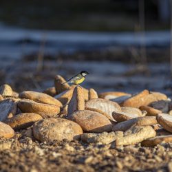 Great tit (Parus major)