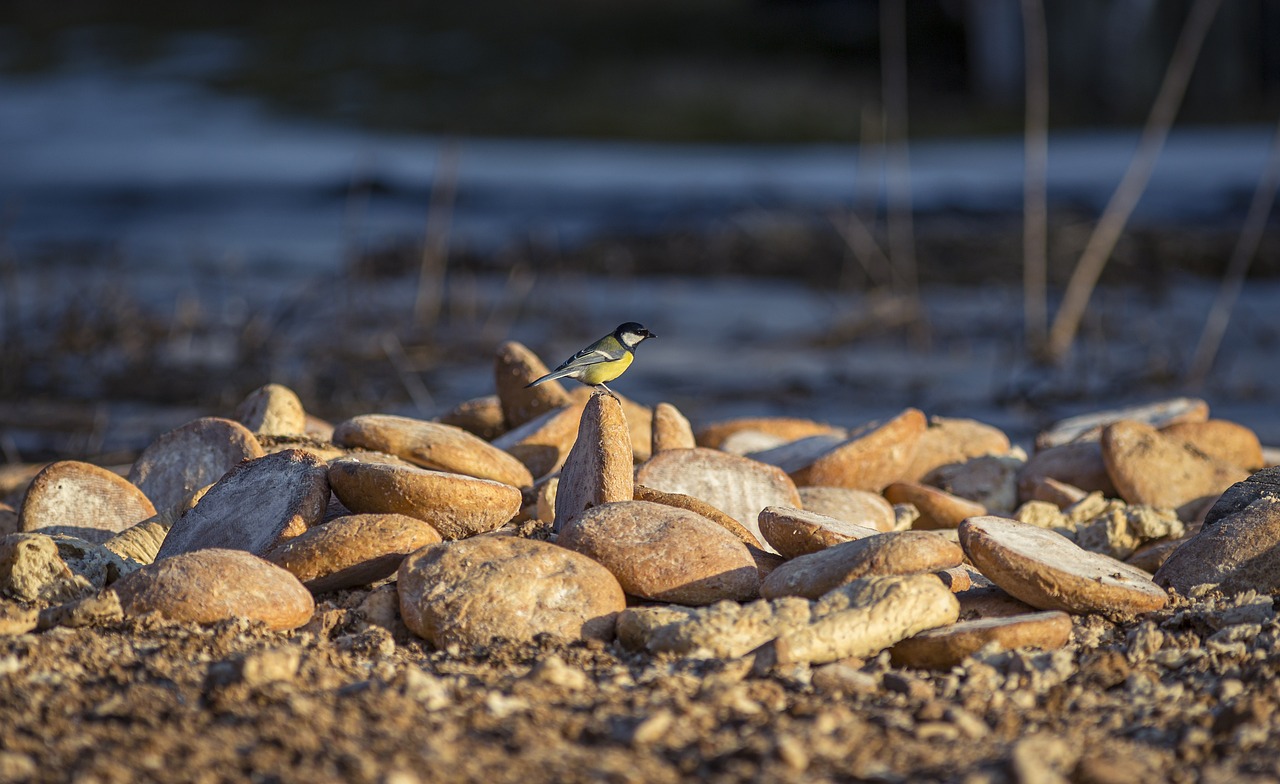 Great tit (Parus major)