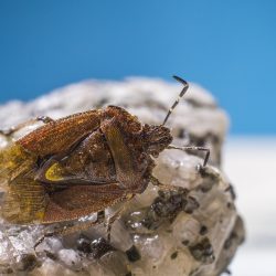 Hairy Shieldbug (Dolycoris baccarum)