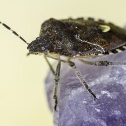 Hairy Shieldbug (Dolycoris baccarum)