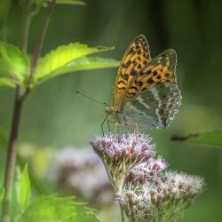 Silver-washed Fritillary (Argynnis paphia)