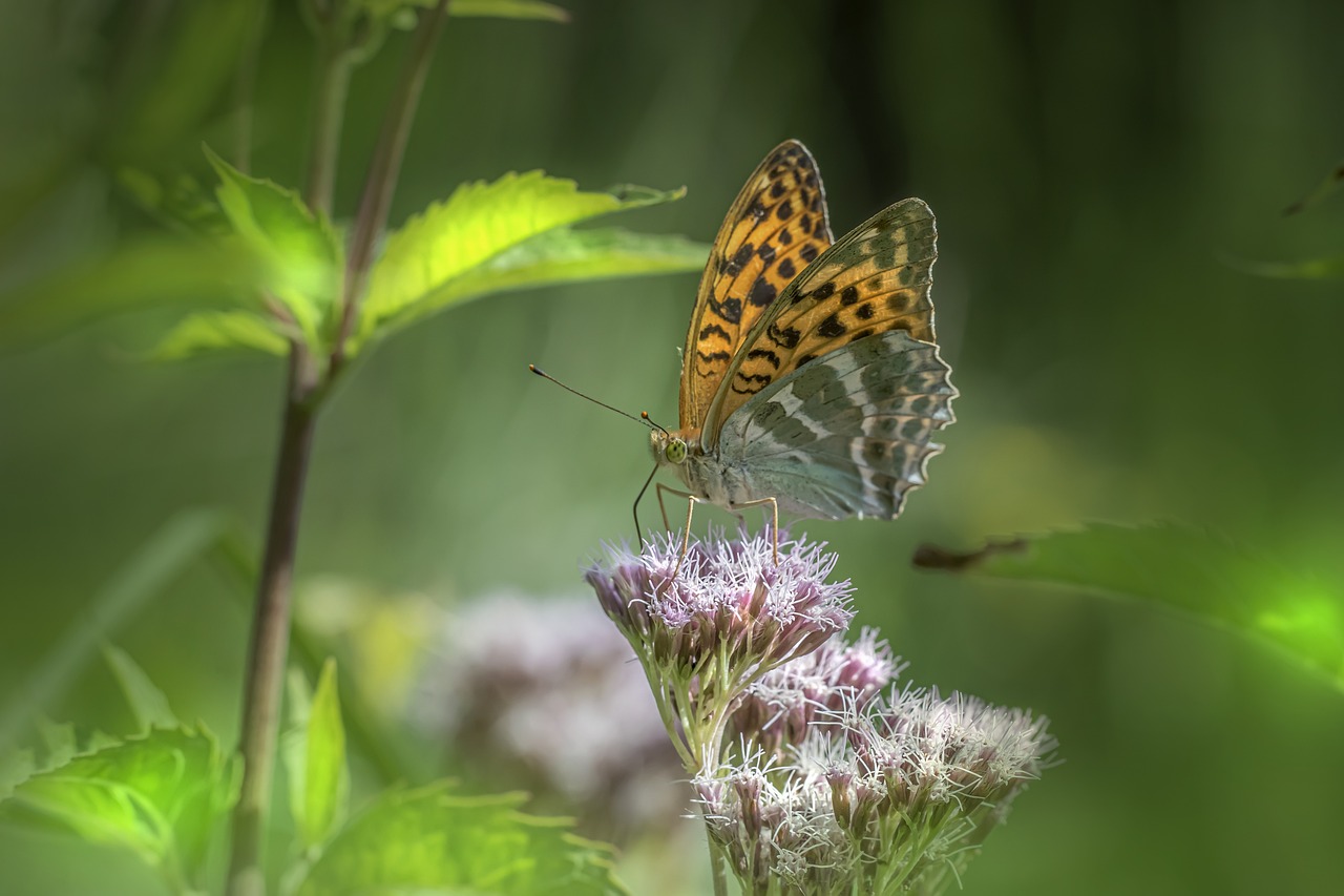 Silver-washed Fritillary (Argynnis paphia)