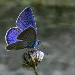 Mazarine Blue (Cyaniris semiargus)