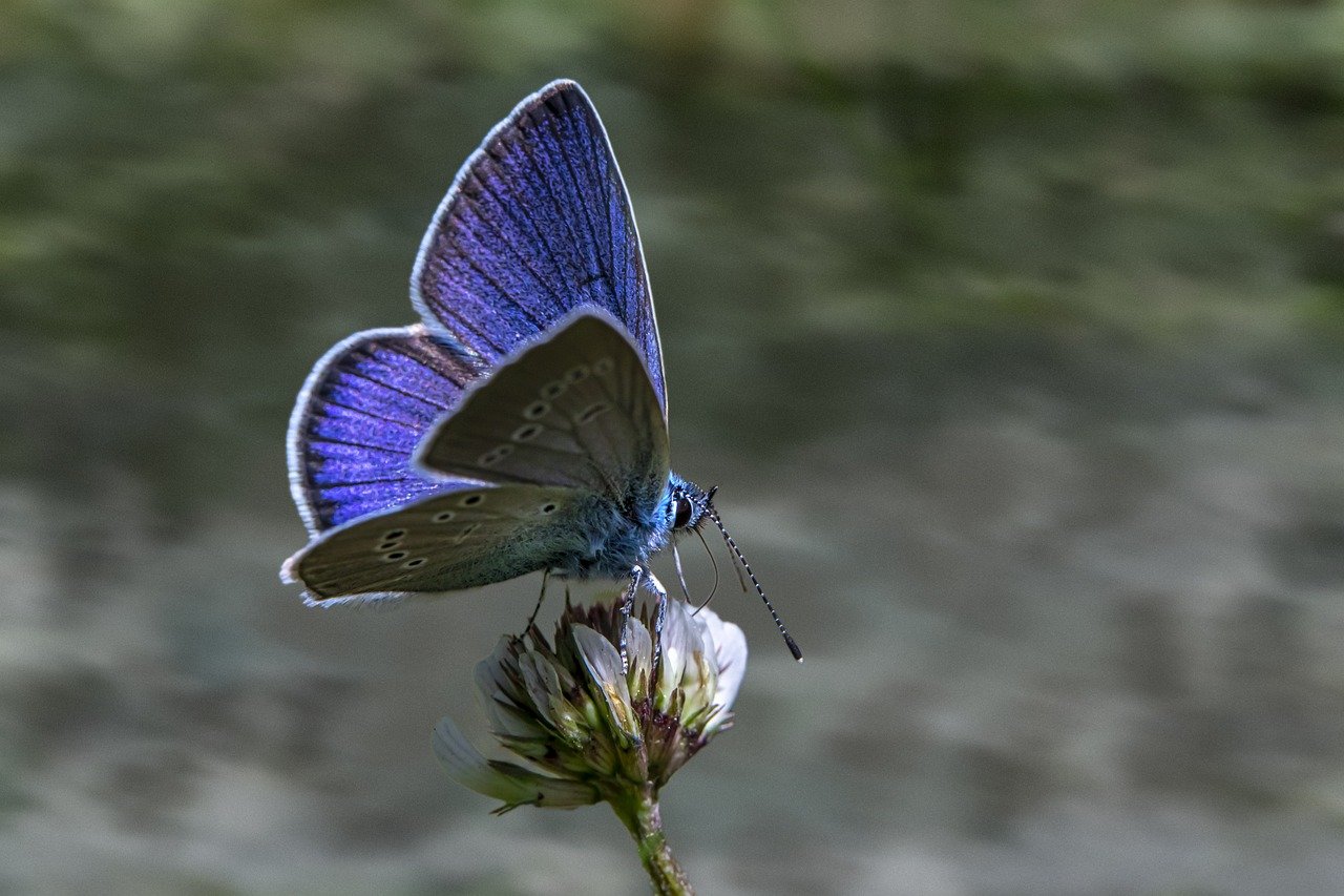 Mazarine Blue (Cyaniris semiargus)