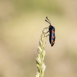 Narrow-bordered five-spot burnet (Zygaena lonicerae)