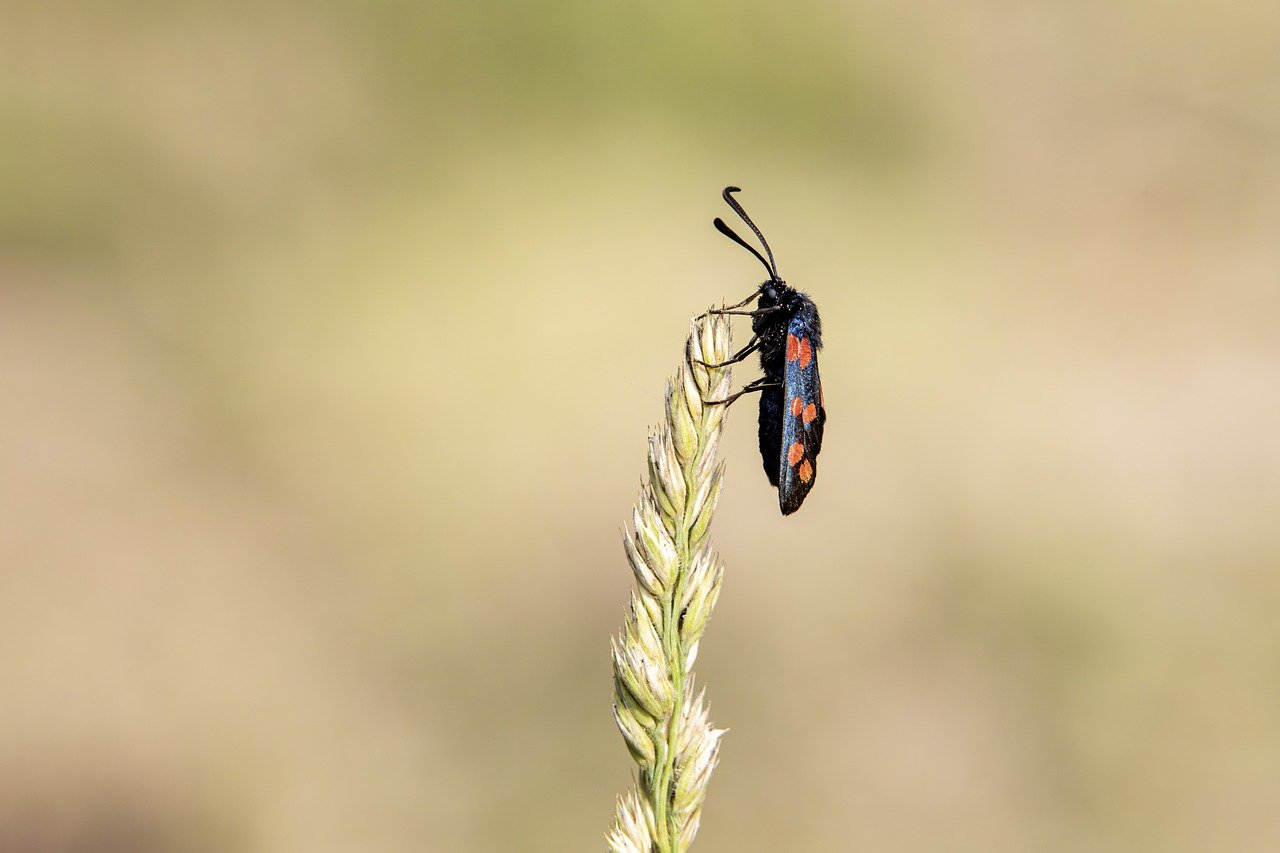 Narrow-bordered five-spot burnet (Zygaena lonicerae)