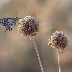 Old World Swallowtail (Papilio machaon)