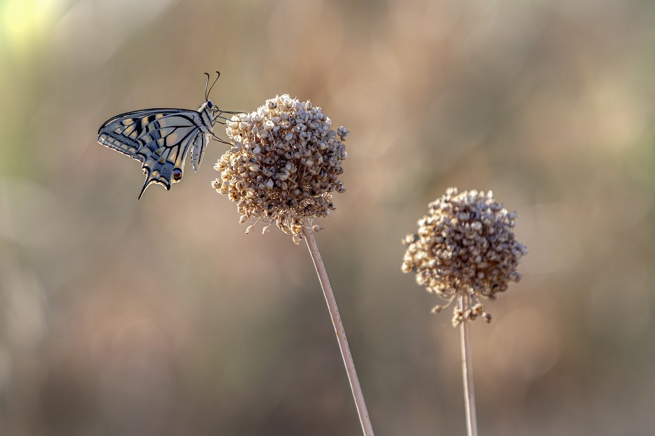 Old World Swallowtail (Papilio machaon)