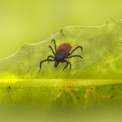 Castor bean tick (Ixodes ricinus)