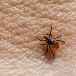 Castor bean tick (Ixodes ricinus)