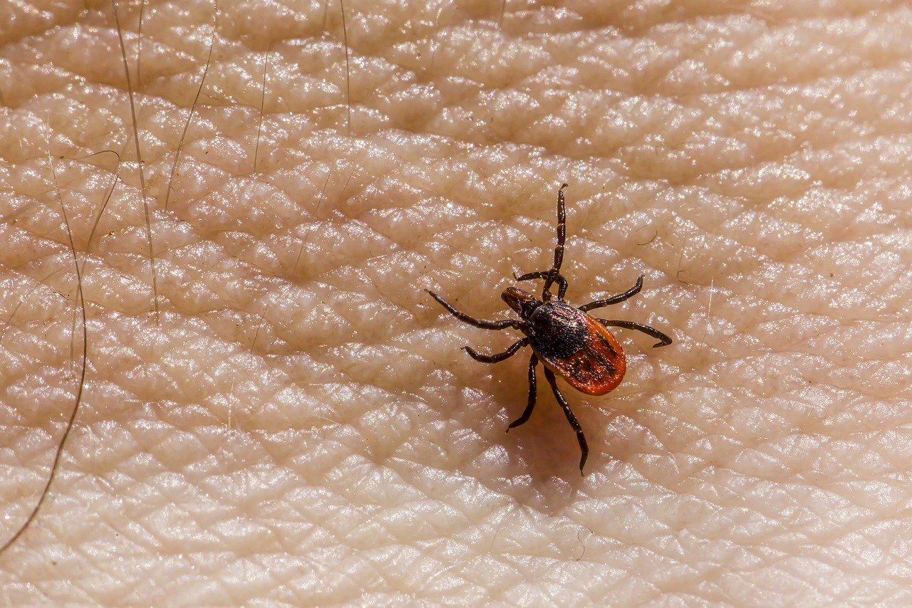 Castor bean tick (Ixodes ricinus)