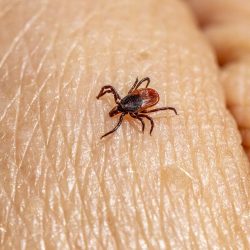 Castor bean tick (Ixodes ricinus)