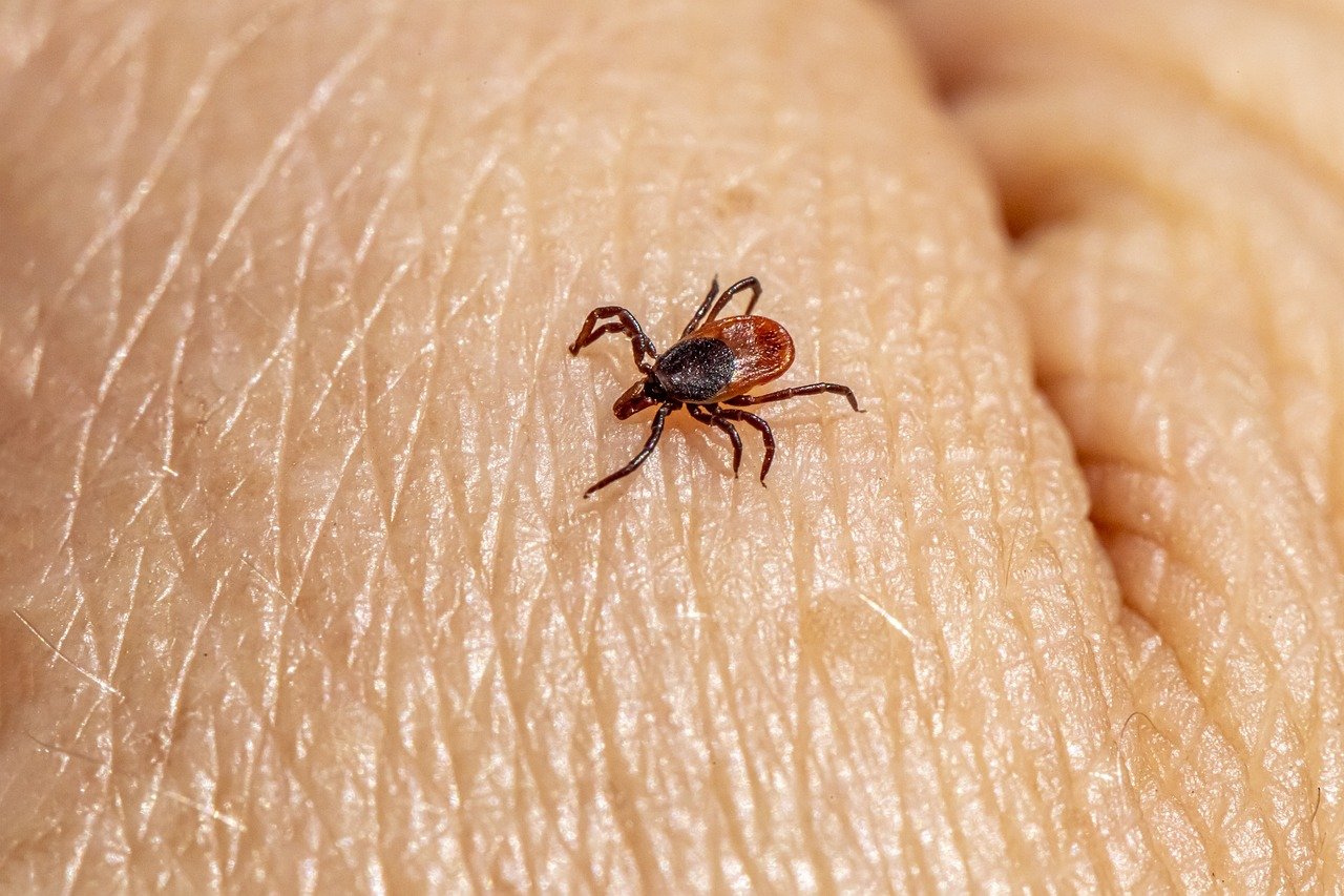 Castor bean tick (Ixodes ricinus)