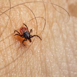 Castor bean tick (Ixodes ricinus)