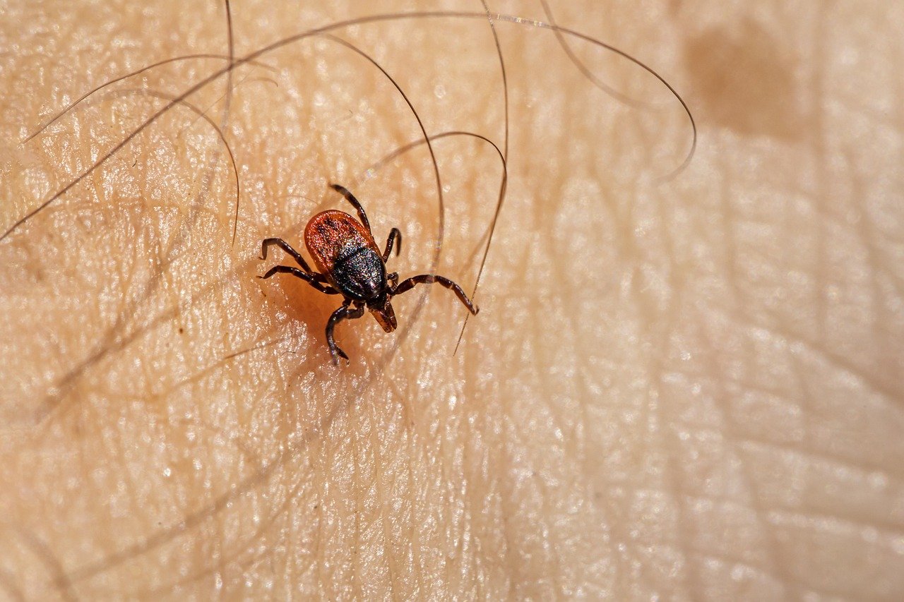 Castor bean tick (Ixodes ricinus)