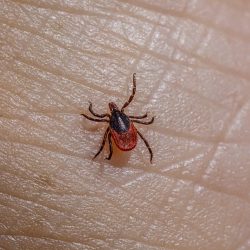 Castor bean tick (Ixodes ricinus)