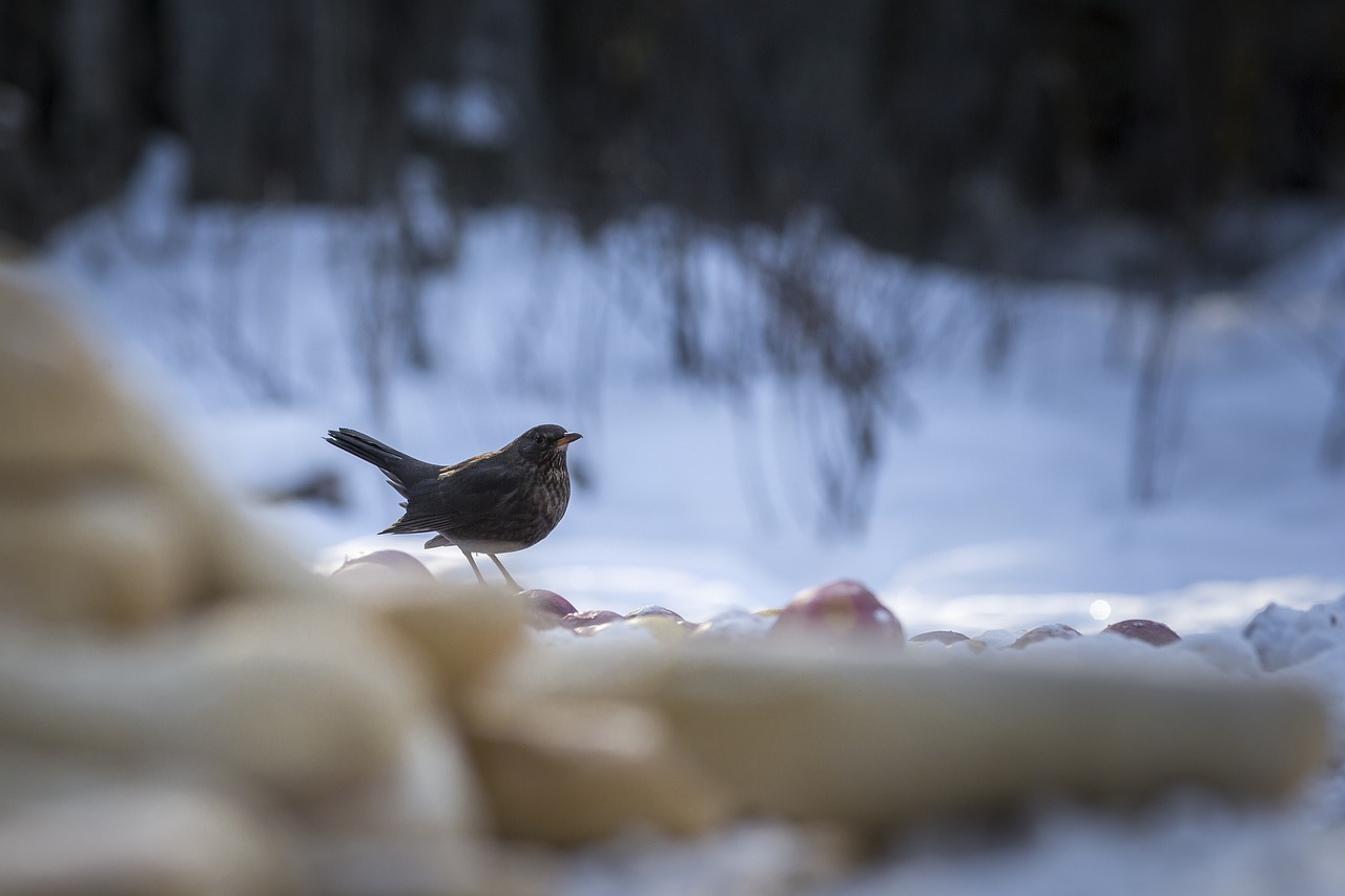 Blackbird (Turdus merula)