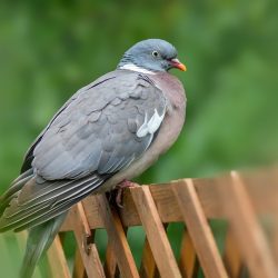 Common wood pigeon (Columba palumbus)