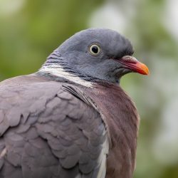 Common wood pigeon (Columba palumbus)