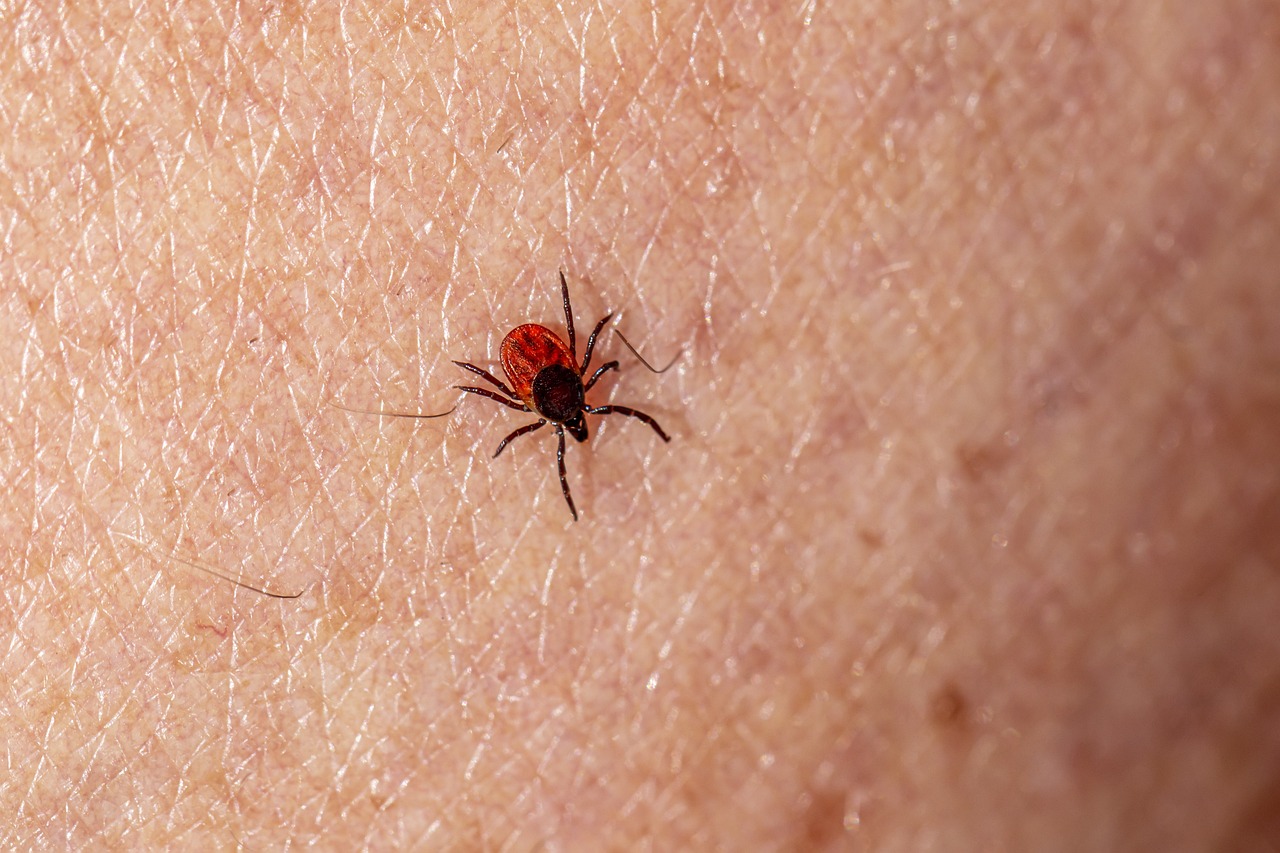 Castor bean tick (Ixodes ricinus)