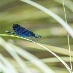 Beautiful demoiselle (Calopteryx virgo)