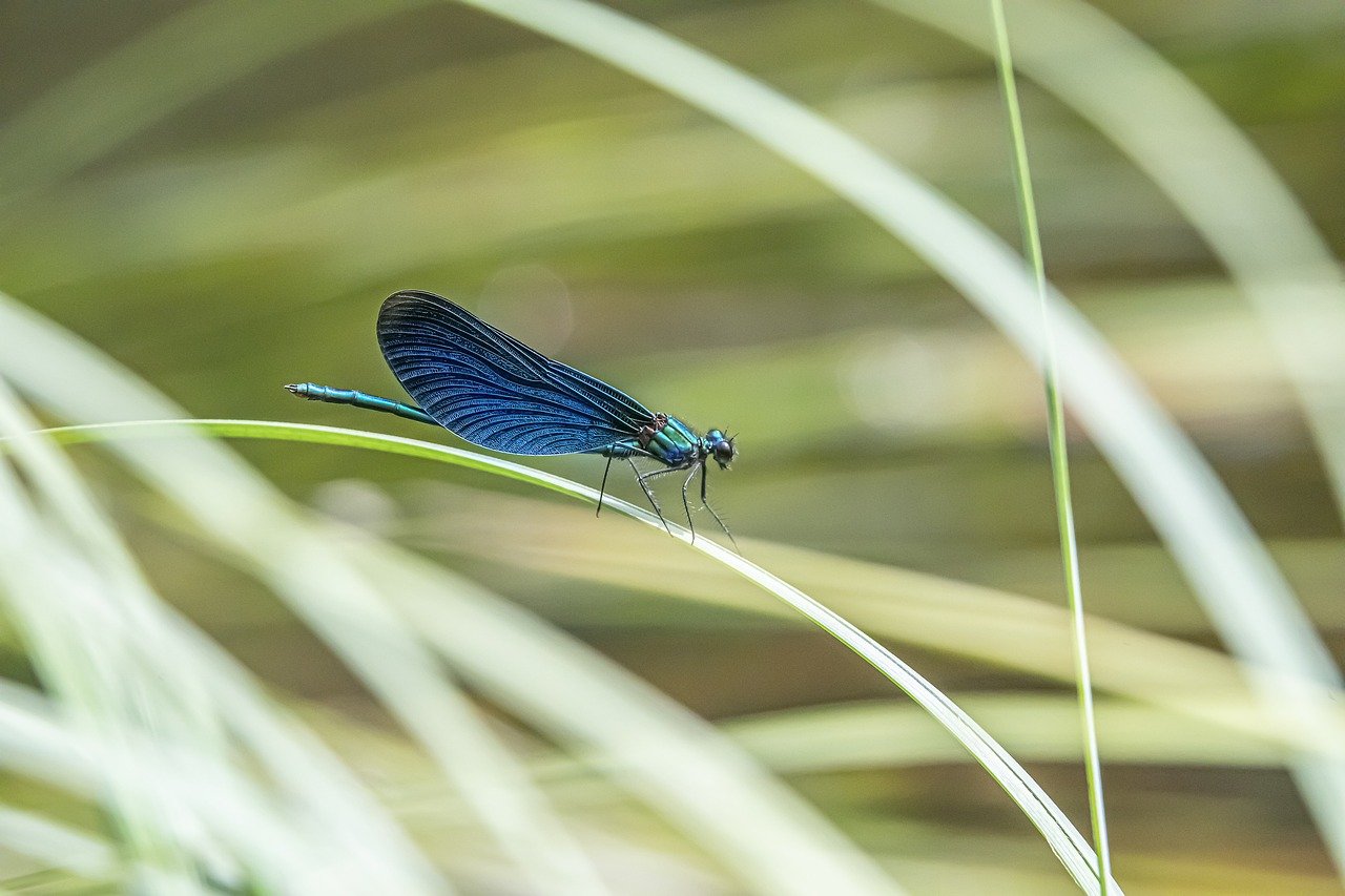 Beautiful demoiselle (Calopteryx virgo)