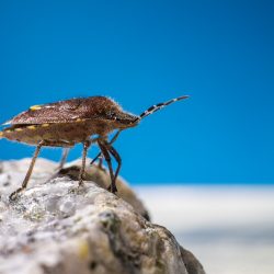 Hairy Shieldbug (Dolycoris baccarum)