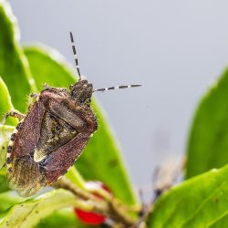 Hairy Shieldbug (Dolycoris baccarum)