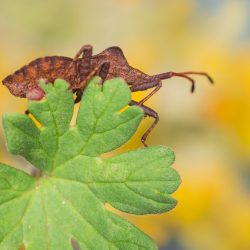Dock bug (Coreus marginatus)