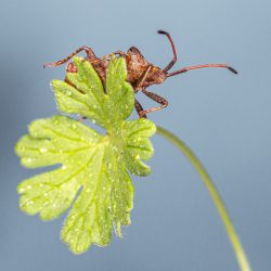 Dock bug (Coreus marginatus)