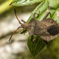 Dock bug (Coreus marginatus)
