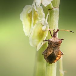 Dock bug (Coreus marginatus)