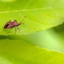 Dock bug (Coreus marginatus)