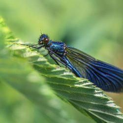 Beautiful demoiselle (Calopteryx virgo)