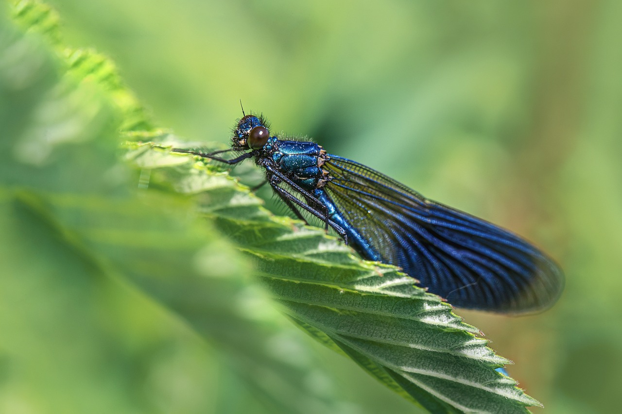 Beautiful demoiselle (Calopteryx virgo)