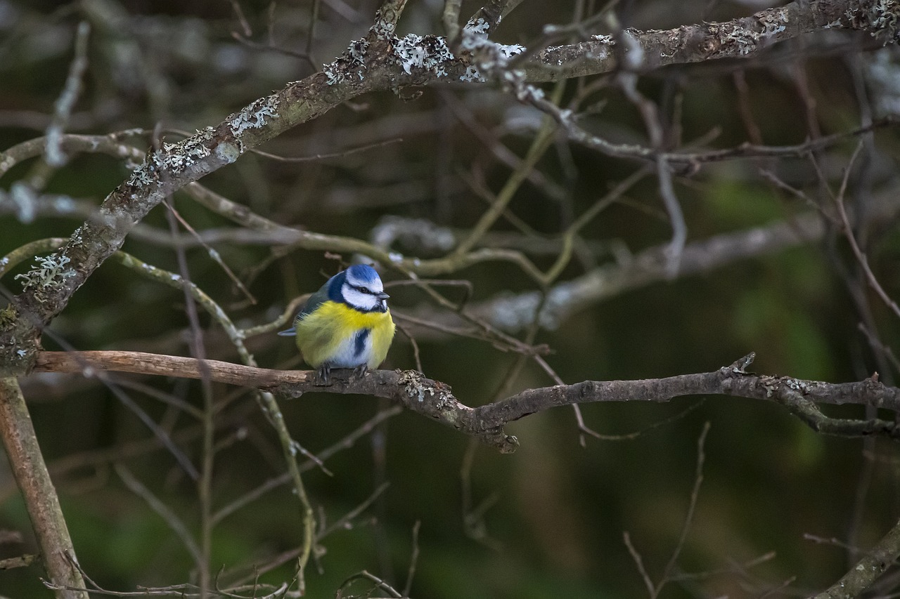 Eurasian Blue tit (Cyanistes caeruleus)