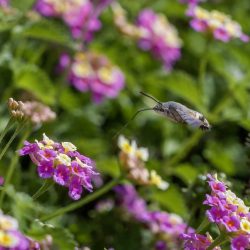 Hummingbird hawk moth (Macroglossum stellaturum)