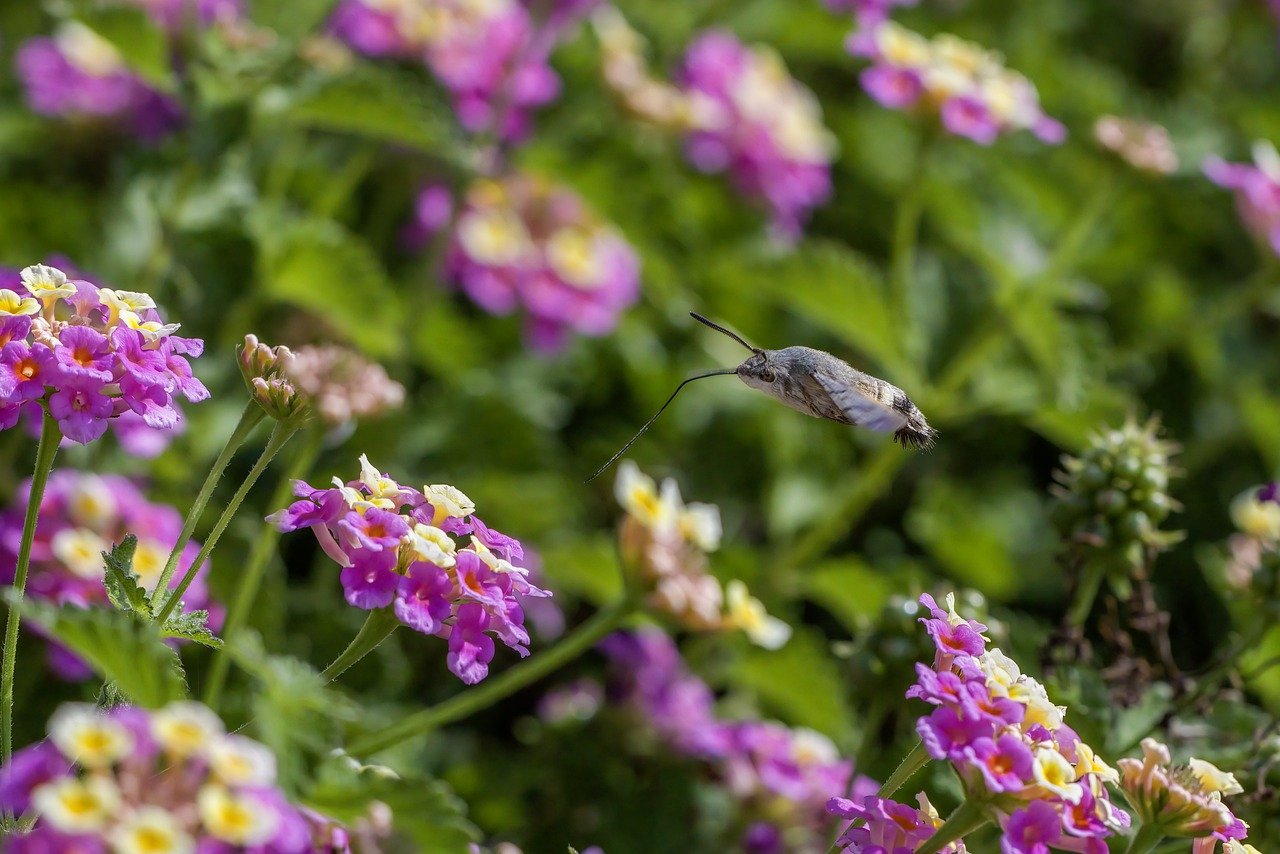 Hummingbird hawk moth (Macroglossum stellaturum)