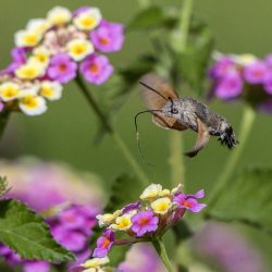 Hummingbird hawk moth (Macroglossum stellaturum)