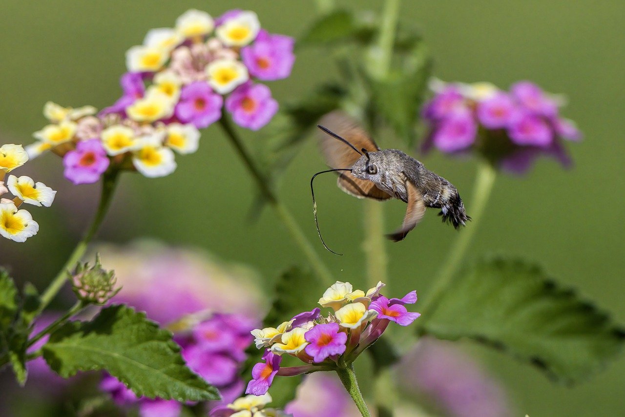 Hummingbird hawk moth (Macroglossum stellaturum)