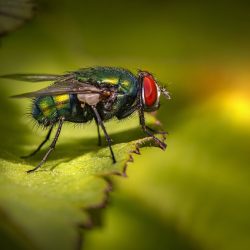 Common green bottle fly (Lucilia sericata)