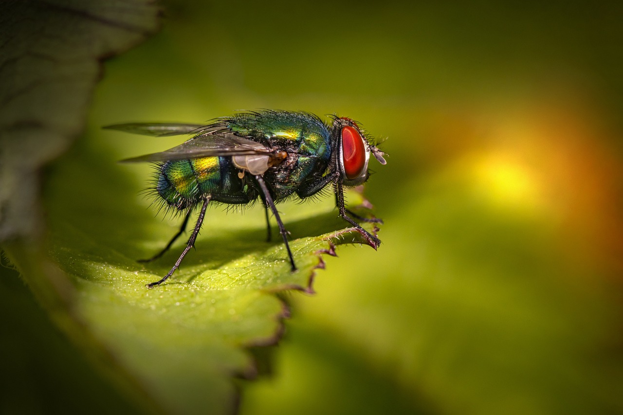 Common green bottle fly (Lucilia sericata)